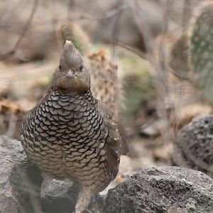 Scaled quail