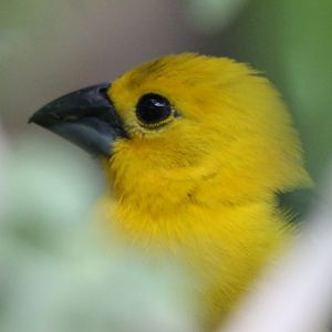 Yellow grosbeak