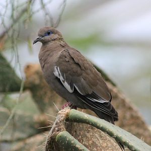 White-winged dove