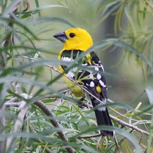 Yellow grosbeak