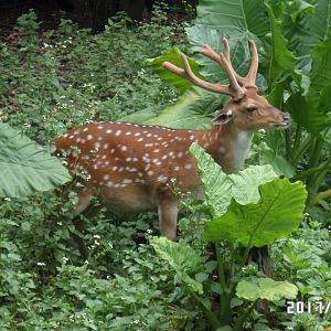 formosan sika deer