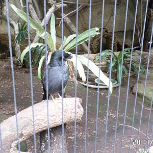 taiwan crested myna
