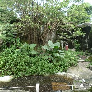 Formosan black bear exhibit