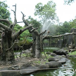 Formosan rock macaque island