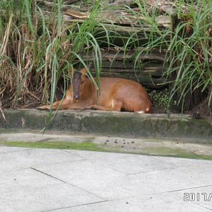 Formosan reeve's muntjac
