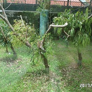 Outdoor exhibit of the koala house