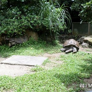 Aldabra giant tortoise