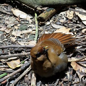 Rusty laughingthrush?