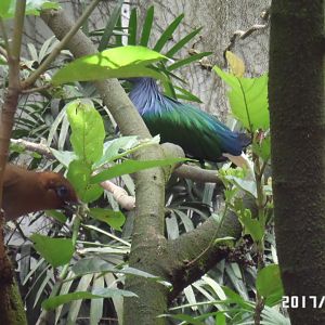 Nicobar pigeon