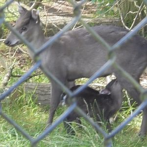 Mitchie's deer and fawn