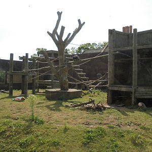 Original Gorilla house.