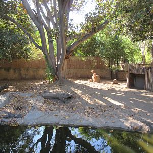 Sitatunga Exhibit