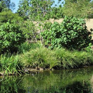 Shoebill Stork Island (see the stork?)