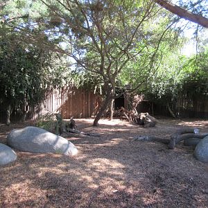 Cavendish's Dik-Dik Exhibit
