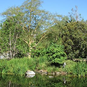 Shoebill Stork Island (see the stork?)