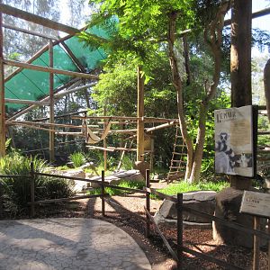 Ring-Tailed Lemur Walk-Through Exhibit