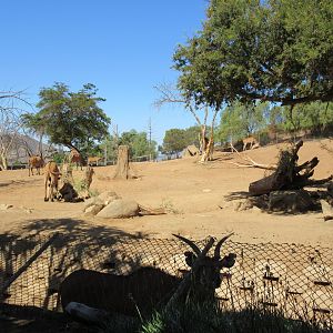 Eastern Giant Eland Exhibit (almost 20 of them!)