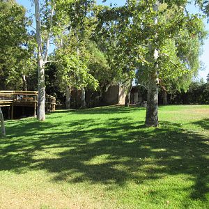 Southern Gerenuk Exhibit
