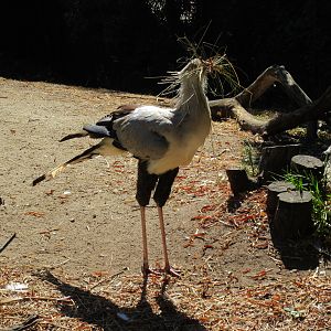 Secretary Bird