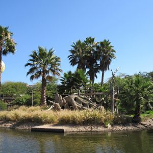 Kikuyu Colobus Monkey Exhibit