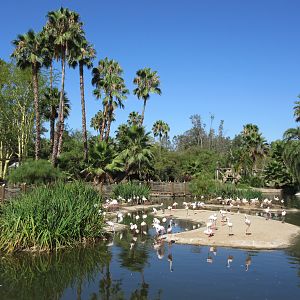 Lesser Flamingo Lagoon