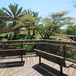 Lion Camp Viewing Area