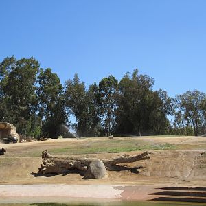 African Elephant Exhibit