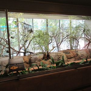 Rodrigues Fruit Bat Exhibit