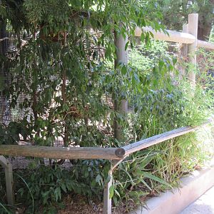 Hidden Aviaries (near Coati Exhibit)