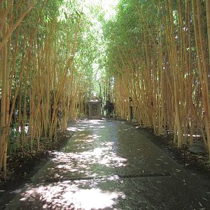 Tiger Trail - Bamboo Entrance Zone