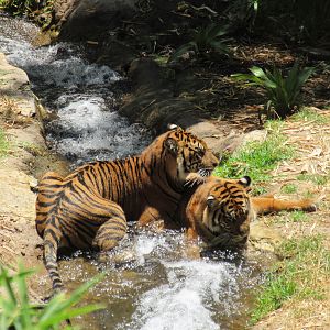 Tiger Trail
