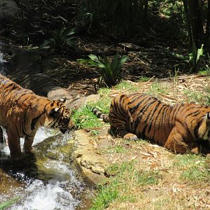 Tiger Trail