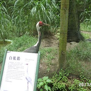 White-naped crane and its sign