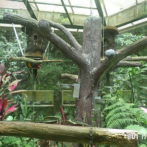 One of the three parrot aviary