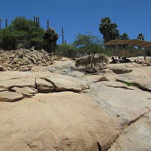 Condor Ridge - Desert Bighorn Sheep Exhibit