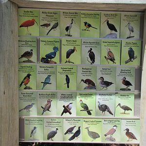 Wings of the World Aviary - Species List