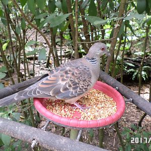 Oriental turtle dove