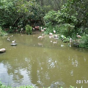 Flamingo(Lesser and Chilean?)