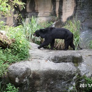 Asian black bear