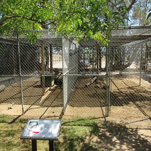 Pallas' Cat Exhibits