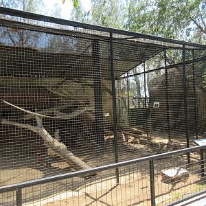 Clouded Leopard Exhibit