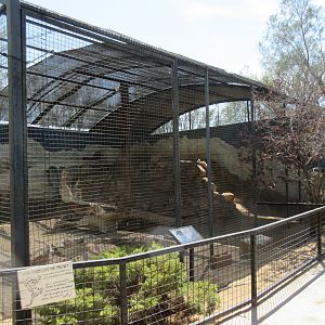 Snow Leopard Exhibit