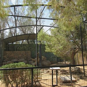 North Chinese Leopard Exhibit #1