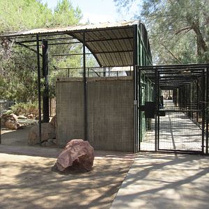 Cougar Exhibit - Side View
