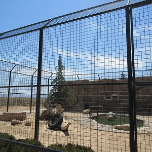 Malayan Tiger Exhibit #1