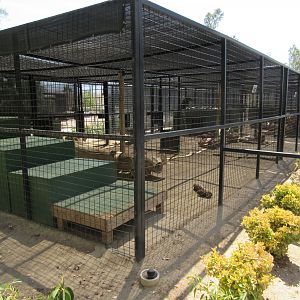 Assorted Leopard Exhibits