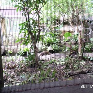 Crab-eating mongoose