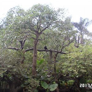 SIamang