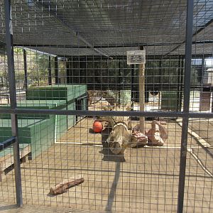 Amur Leopard Exhibit #2