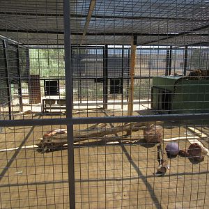 North Chinese Leopard Exhibit #2